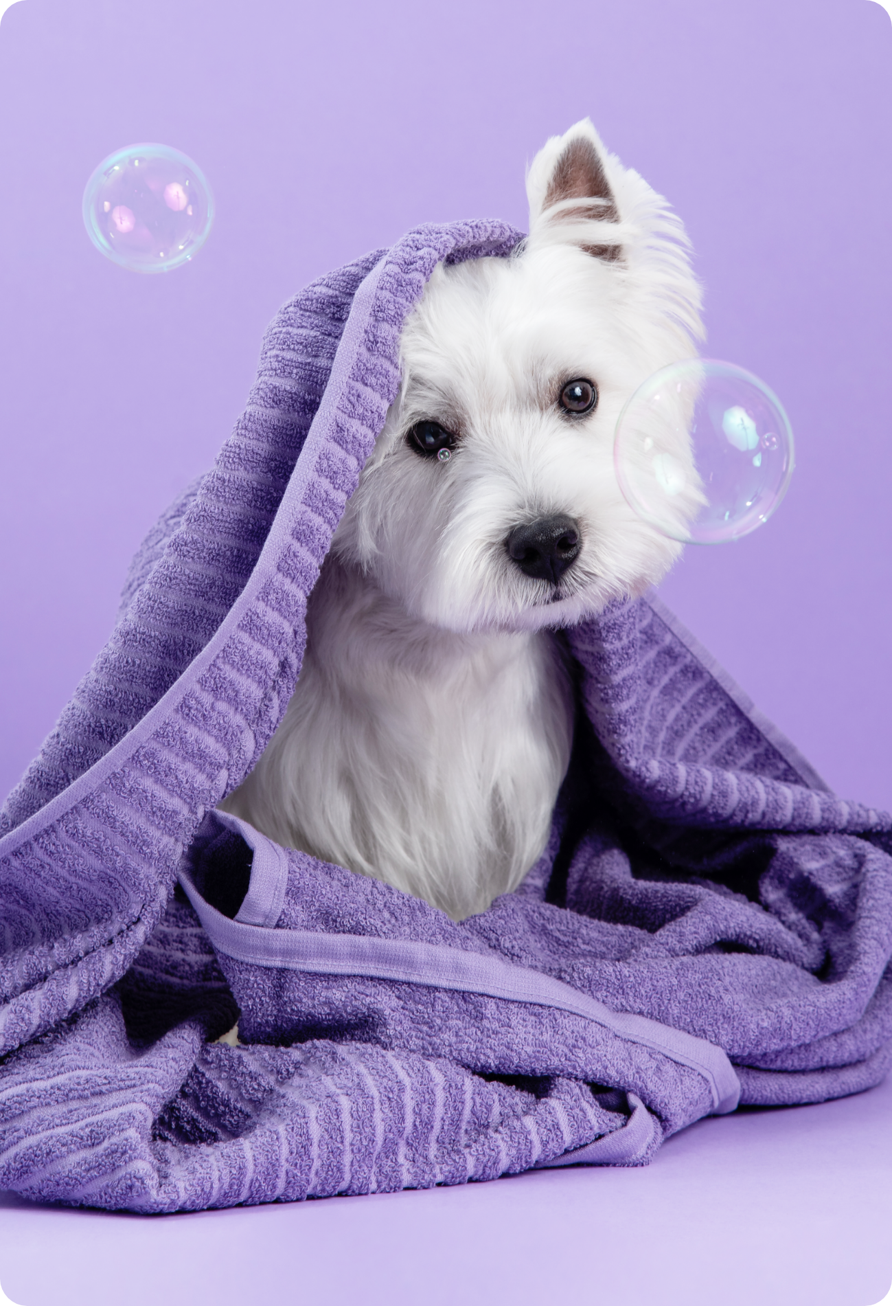 white terrier in purple towel