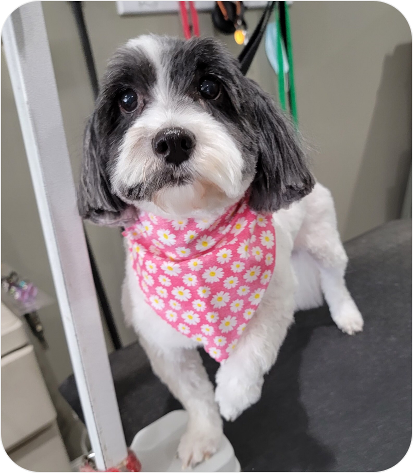 dog with pink bandana