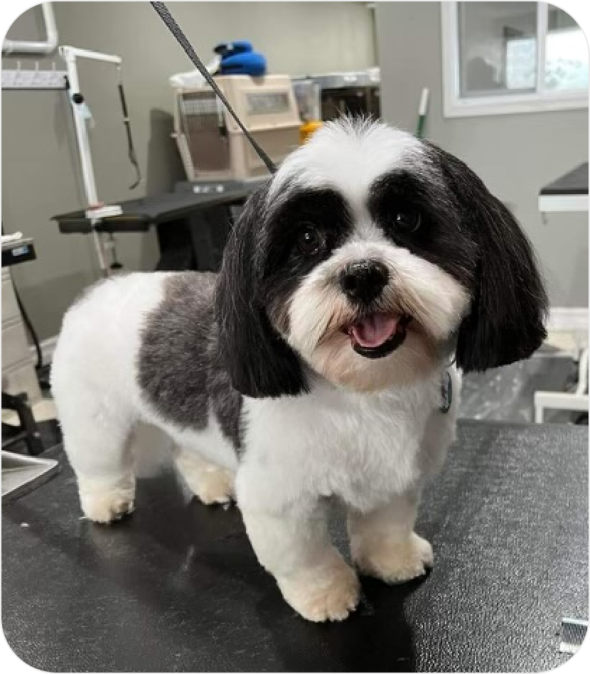 happy dog on grooming table