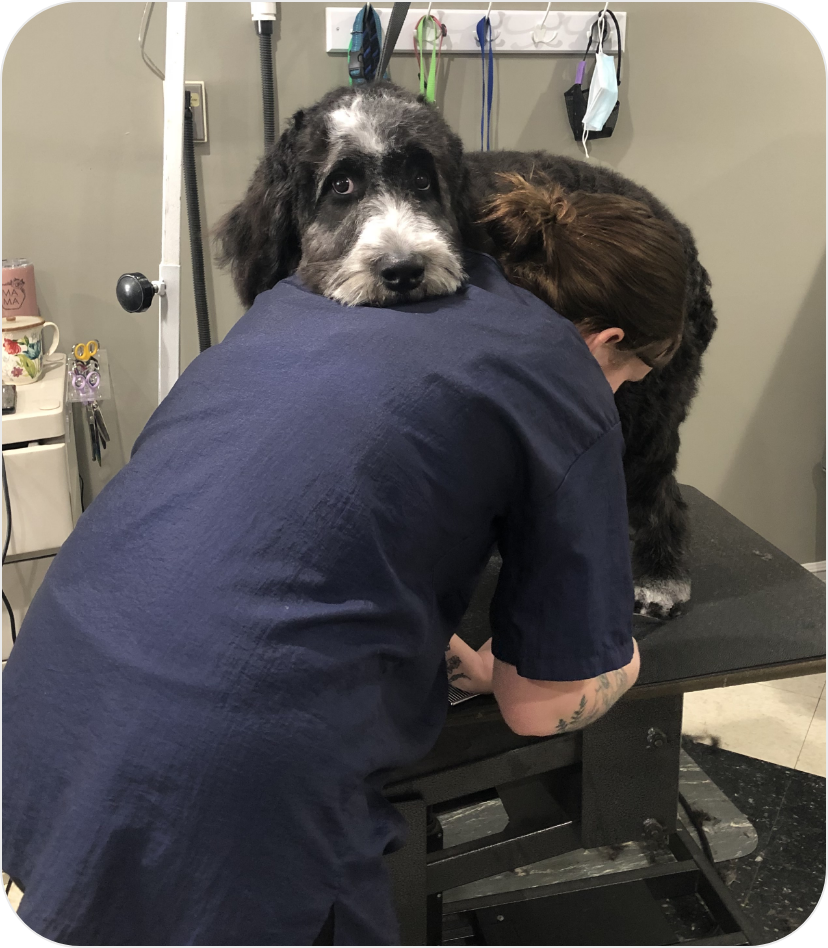 groomer clipping dogs nails